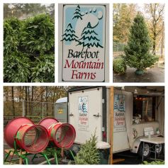 Chastain Park Conservancy Christmas Tree Lot (1 of 1)